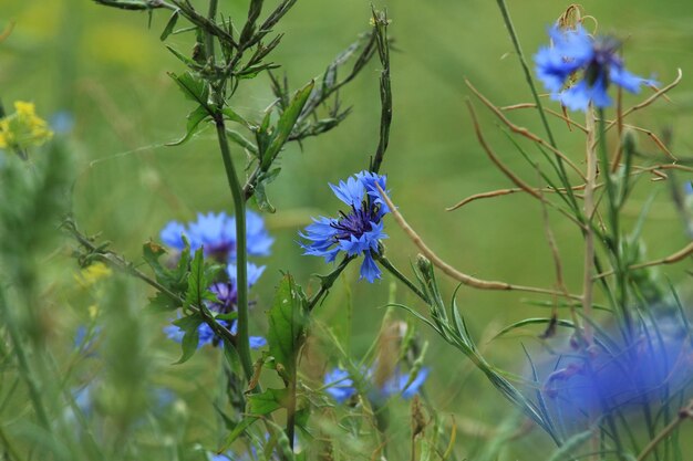 Foto cornflowers bloeien in het veld