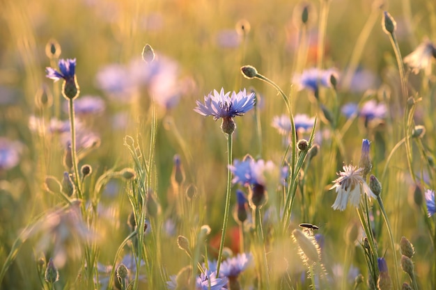 일출 동안 필드에 cornflowers