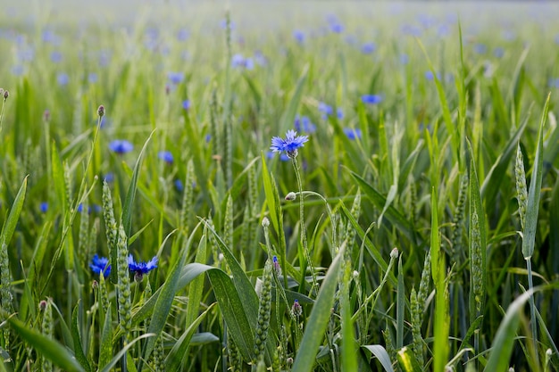 초원에서 푸른 잔디에 cornflowers