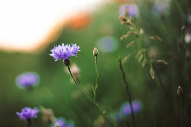 Cornflowers 및 여름 초원 선택적 포커스에서 일몰 빛에 푸른 잔디 대기 아름다운 순간 시골 환경에서 따뜻한 빛 여름에 야생화 centaurea 닫습니다