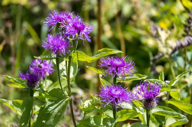 Cornflowers growing wild at Lake Misurina