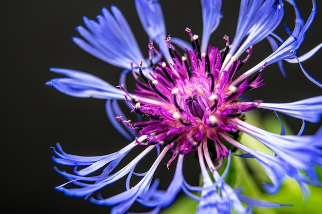 Cornflowers is blomming. Close up