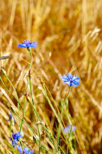 写真 小麦の背景にヤグルマギク