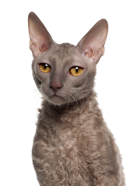 Cornish Rex (9 months old)