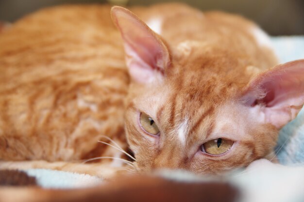 Cornish Rex kat ligt op een bank Kattenras Gestreept rood kattenportret