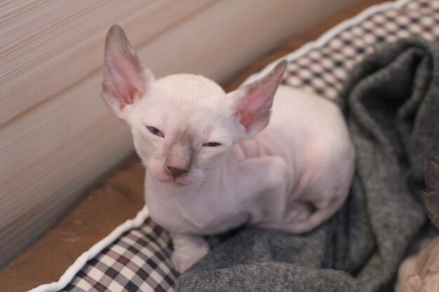 Premium Photo | Cornish rex kitten