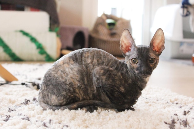 Premium Photo | Cornish rex kitten