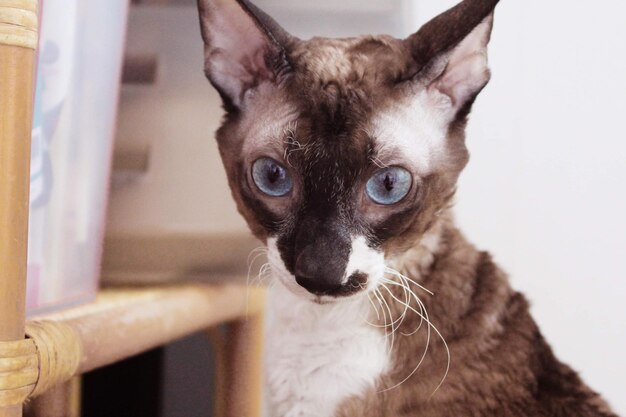 Foto cornish rex make