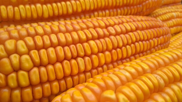 Photo corns