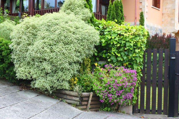 Cornus alba