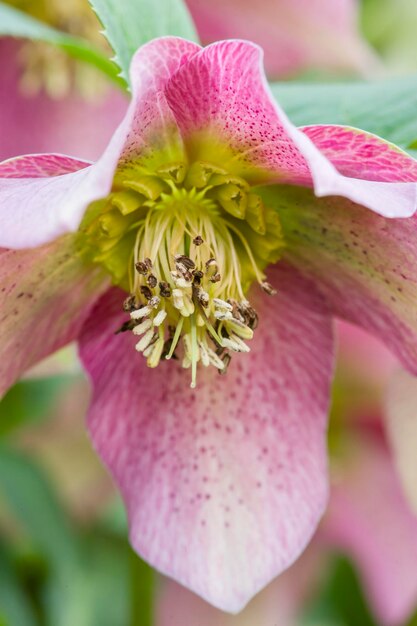 Cornus pink flowers