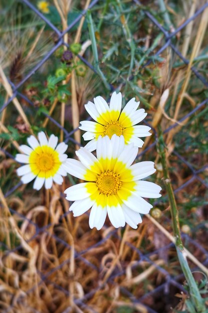 Photo corona daisy a floral portrait in white and yellow