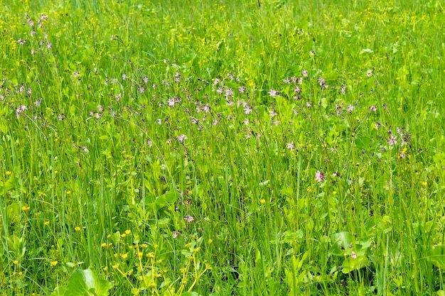 Photo coronaria flos-cuculi (lychnis flos-cuculi) flowers