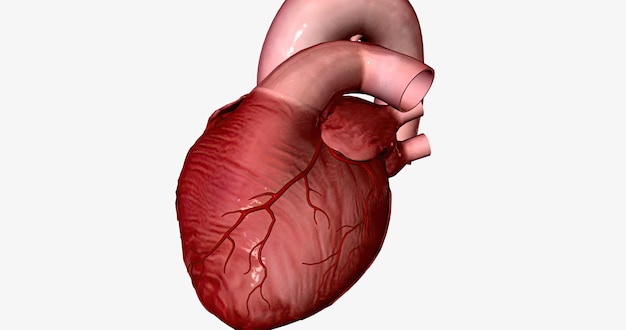 Coronary arteries are blood vessels that give the heart blood so it can pump