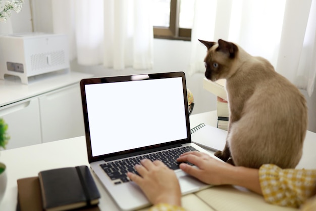 고양이 개념 집 검역 예방 COVID19 코로나바이러스 발생 상황과 함께 집에서 일하는 코로나바이러스 비즈니스 우먼