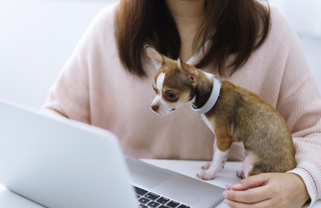 コロナウイルス 犬と一緒に在宅勤務するビジネスウーマン コンセプト自宅検疫予防 COVID19 コロナウイルス発生状況