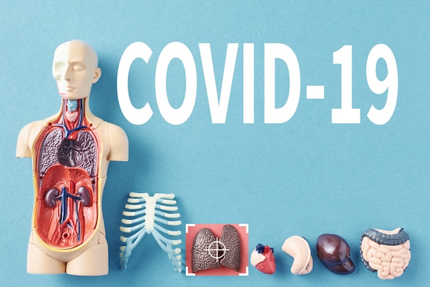 Концепция эпидемии коронавируса. Модель анатомии человека с инфицированными легкими вирусом COVID-19 на синем фоне