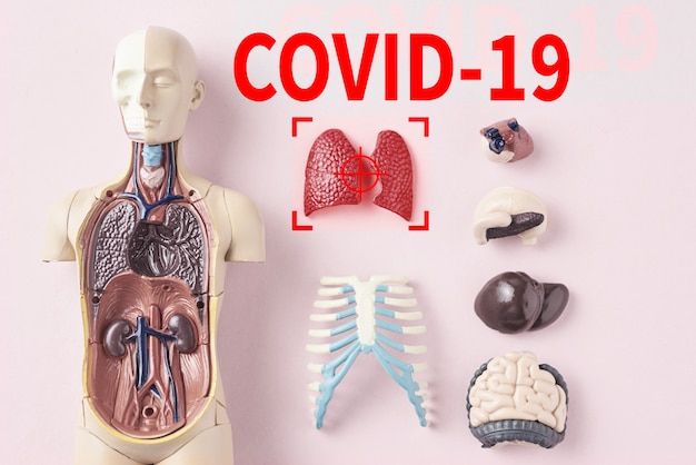 Coronavirus epidemic concept. Virus COVID-19 infects human lungs and causing pneumonia.