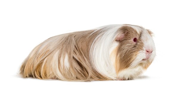 Coronet cavy, Guinea pig against white surface