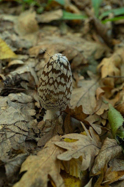 Corpinopsis mushroom is poisonous mushroom, but beautiful for watch. close up mushroom