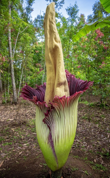 Fiore cadavere o amorphophallus titanum nella foresta