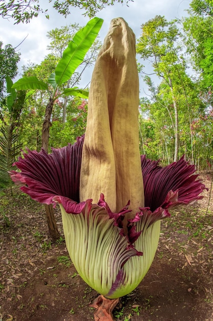 corpse flower or Amorphophallus titanum in forest