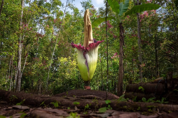 трупный цветок или титановый аморфофаллус в лесу