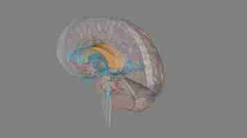 Photo the corpus callosum is a large bundle