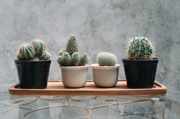 correction cactus in pot on table and wall stone background