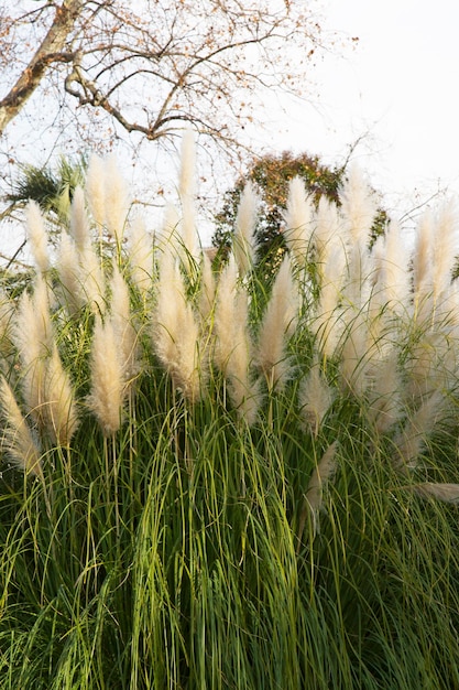 Cortaderia selloana, Трава пампасов. Большие пушистые колоски белого и серебристо-белого цвета на фоне неба, естественный фон.