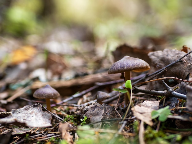 Cortinarius vernus Oneetbare lentepaddestoel