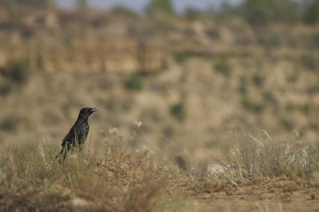 写真 ハシブトガラスは、カラス科のスズメ目の鳥の一種です。