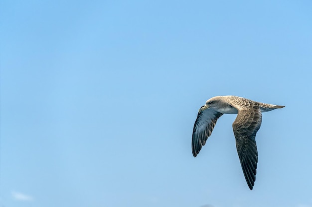 Cory's shearwater bird flying over the ocean