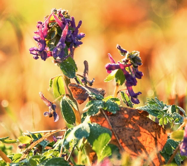 Corydalis bloemen in het bos Selectieve focus Druppels water op bloembladen