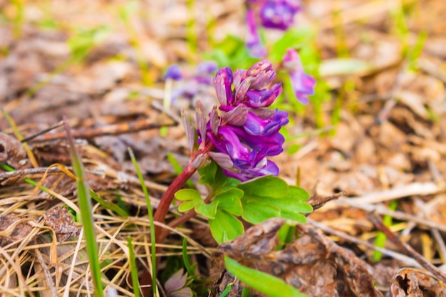 Corydalis blooms in a clearing in the forest