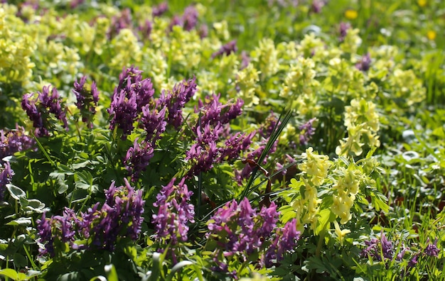 corydalis bracteata bloemen steph pers in volle bloei in de botanische tuin selectieve aandacht