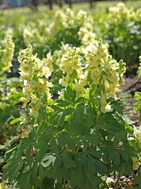 Foto corydalis bracteata fiori in piena fioritura nel giardino botanico