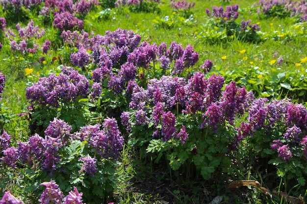 corydalis bracteata цветы steph pers в полном расцвете в ботаническом саду, выборочный фокус