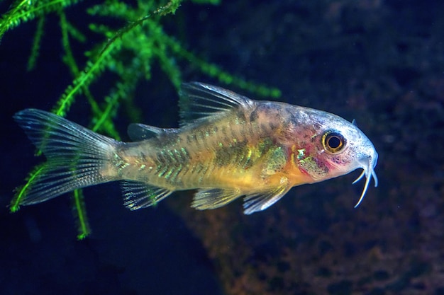 Corydoras Cleaner Fish Cory-meerval