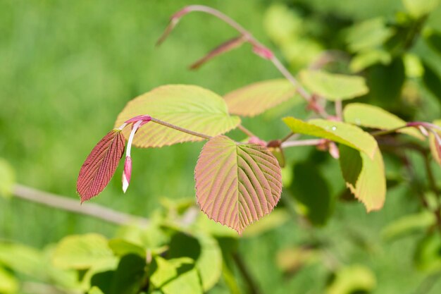 春のコリロプシス spicata 冬ハシバミ枝の緑の葉スパイク冬ハシバミ選択と集中