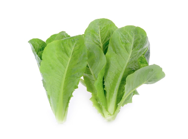 Cos Lettuce isolated on white background