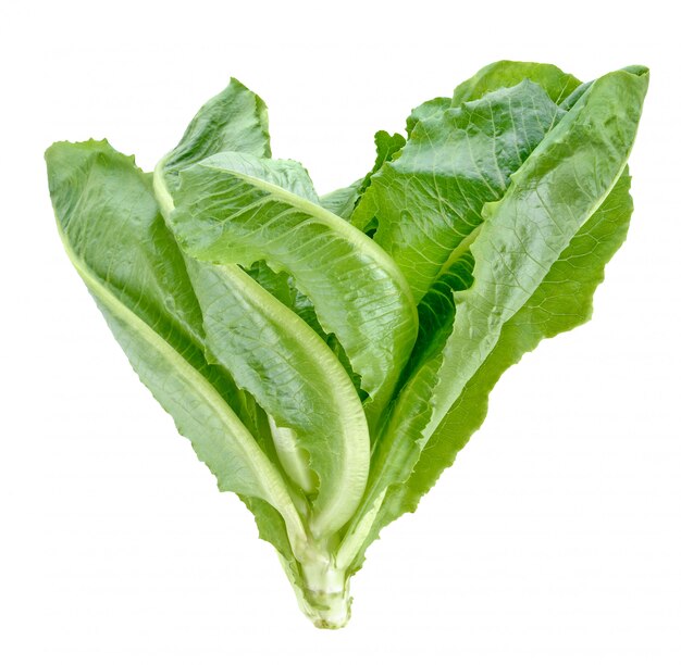 Cos lettuce op witte achtergrond