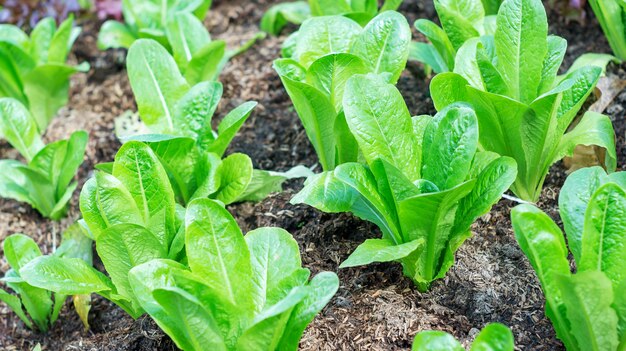 Cos lettuce in the vegetable garden.