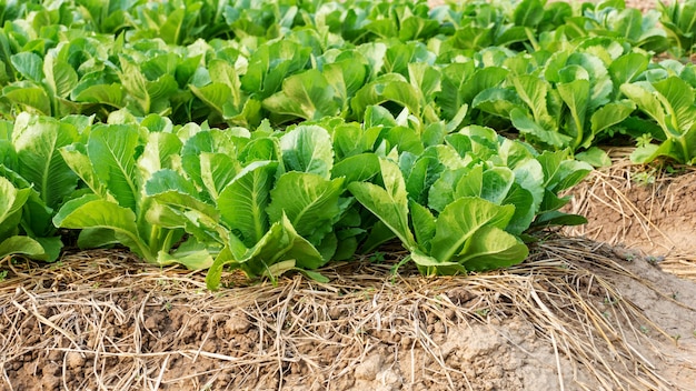 Cos lettuce in the vegetable garden.