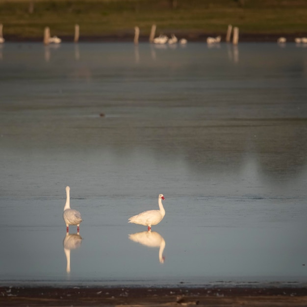 Coscoroba swans in lagoon envirinment La Pampa Province Patagonia Argentina