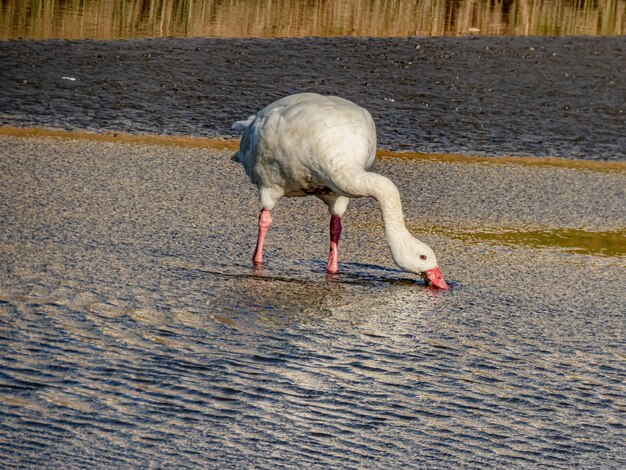 Coscoroba White Swan в чилийских прибрежных водно-болотных угодьях