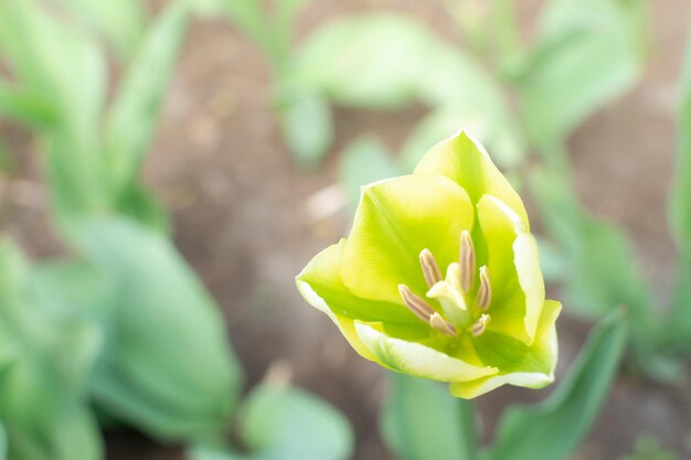 Cose up van verse gele tulp in de tuin met zachte groene ongericht achtergrond