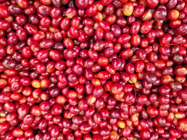Photo cosecha de granos de cafe maduros en su arbol en el sur de peru