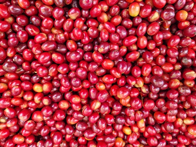 Cosecha de granos de cafe maduros en su arbol en el sur de peru