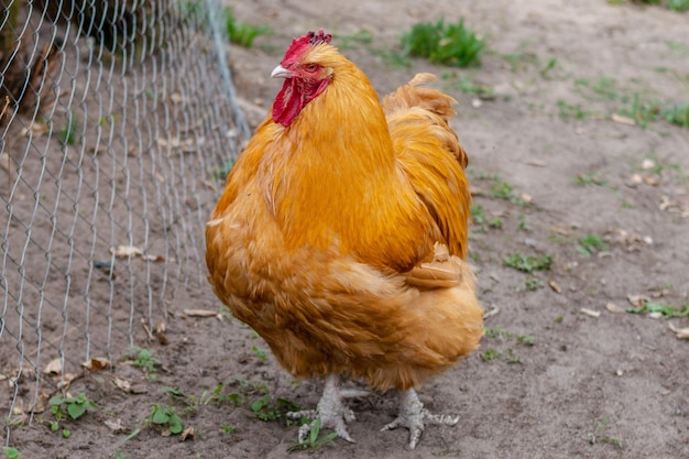 Photo coseup of bright colorful cock